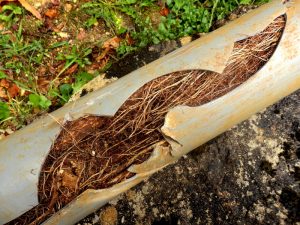 Split drainage pipe caused by ingress of tree roots