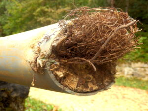 sewer-line-with-tree-roots