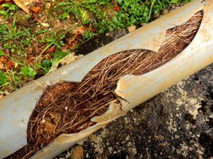 split-drainage-pipe-with-roots-in-it