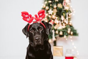 Christmas-black-lab